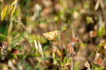 crambidae butterfly on a dry grass