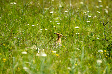 the eurasian hoopoe in grass © Andrey