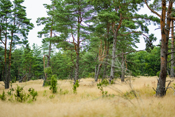 Pine trees rise from golden grasslands in the tranquil forests of the Curonian Spit in Lithuania, offering a peaceful blend of woodland and open terrain.