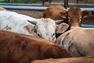 herd of cows housed by age during the breeding season, Guils de Cerdanya, Puigcerda, province of...