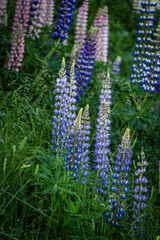 Wild flowering lupinus polyphyllus, Puigmal hillside, Haute-Cerdagne (Cerdagne), department of the...