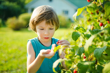 Cute little boy picking fresh berries on organic raspberry farm on warm summer day. Harvesting fresh berries on fall day.