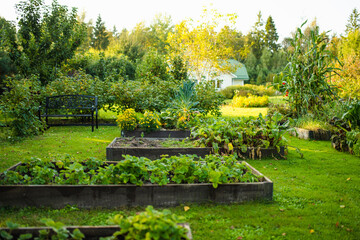 Cultivating edible plants in summer season. Growing own herbs and vegetables in a homestead.
