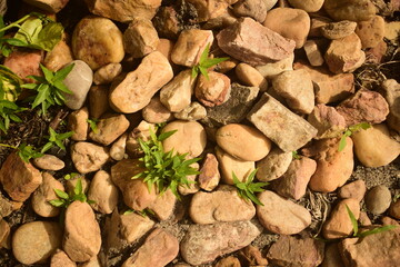 Textura de pilha de pedras amareladas com algumas pequenas ervas daninhas crescendo por entre elas. Pedrinhas de jardim visto de perto