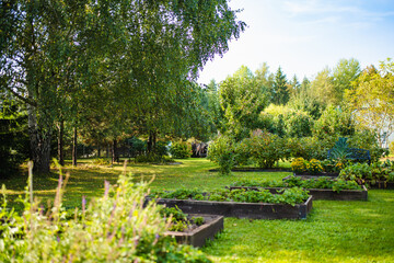 Cultivating edible plants in summer season. Growing own herbs and vegetables in a homestead.