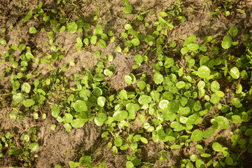 Vista aérea de planta rasteira de beira de rio no interior do Ceará nordestino, no Brasil. Pequenas plantas de local alagado em crescimento