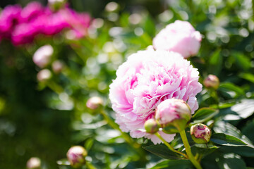 Beautiful pink peony flowers blossoming in the garden on summer evening.