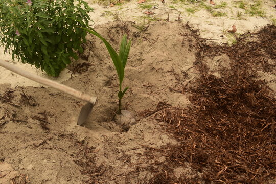 Coqueiro sendo plantado na areia com aux&iacute;lio de uma enxada. Coco filhote antes de ser enterrado no ch&atilde;o