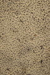 Areia branca de morro após a chuva. Textura de terreno arenoso com marcas de gotas de chuva