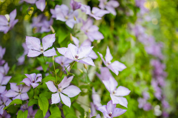 Flowering purple clematis in the garden. Flowers blossoming in summer.