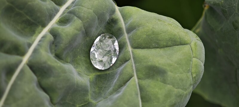 Tropfen auf Blatt