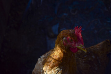 Galinha caipira laranja no interior do galinheiro frio escuro e perverso. Criação de ave trancafiada