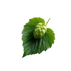 A hop cone resting atop a green leaf isolated on transparent background (2)
