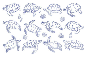 Collection of sea turtles and shells. Hand drawn illustration.