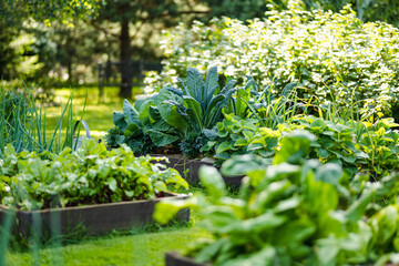 Cultivating edible plants in summer season. Growing own herbs and vegetables in a homestead.