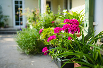 Pink and white geraniums bloom vibrantly in pots on a patio, surrounded by lush green leaves and a soft, sunny atmosphere.