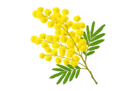 Sprig of mimosa with yellow flowers and green leaves isolated on transparent background, perfect for spring designs - Powered by Adobe