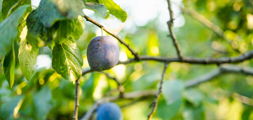Purple plums on a tree branch in the orchard. Harvesting ripe fruits on autumn day. Growing own...