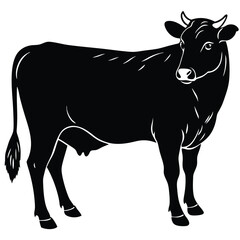 black and white cow
