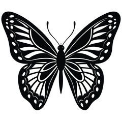 black and white butterfly