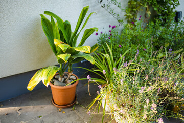 A Hawaiian Ti plant with broad, vibrant green leaves stands in a terracotta pot, adding a tropical...