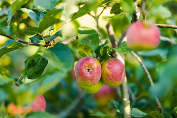 Ripening apples on apple tree branch on warm summer day. Harvesting ripe fruits in an apple...