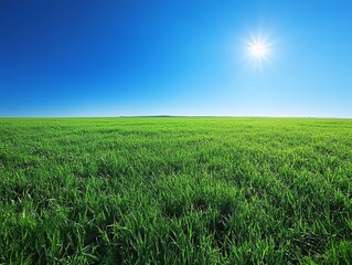 Obraz premium Lush Green Grass Field Under Bright Sunlight in Clear Blue Sky