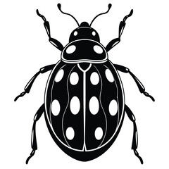 colorado potato beetle