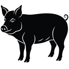 black and white pig