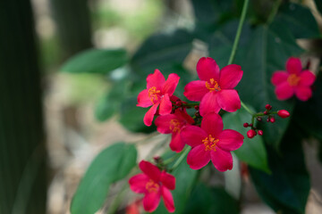 jatropha