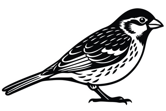 Spero bird vector