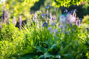 Colorful iris flowers blossoming on a flower bed in the park on sunny summer evening.