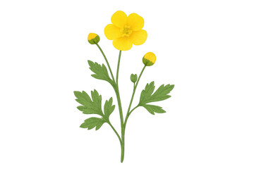 Obraz premium Bright yellow buttercup flower blooming with verdant leaves, floating against transparent background for effortless graphic design integration