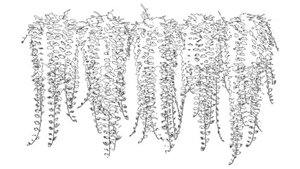 String of Hearts Vines Plant Line Drawing © Sara Studio