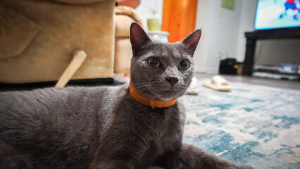 Cat Staring  © Rachel