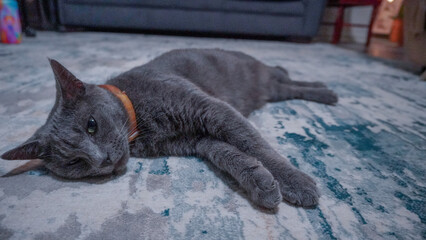 Cat on Carpet