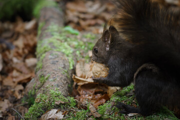 A black squirrel receives a walnut from a human hand in the forest, demonstrating bold animal...