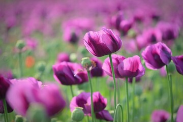 Beautiful purple flower with plant landscape in the field. Spring sunny day. Concept for nature and...