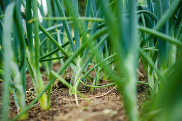 Cultivating onions in summer season. Growing own herbs and vegetables in a homestead.