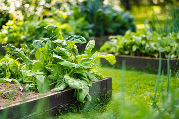 Cultivating edible plants in summer season. Growing own herbs and vegetables in a homestead.