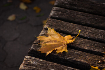 autumn leaves on the ground
