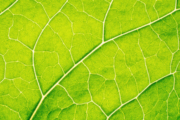 Green leaf against the light background texture