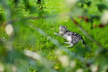 Young playful British shorthair silver tabby cat relaxing in the backyard. Gorgeous blue-gray cat with yellow eyes having fun outdoors in a garden or a back yard.