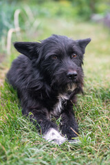 Portrait of a homeless black dog with a sad look lying in the grass