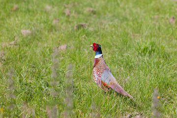 Beau faisan mâle dans la prairie.