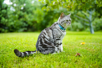 Young playful British shorthair silver tabby cat relaxing in the backyard. Gorgeous blue-gray cat...