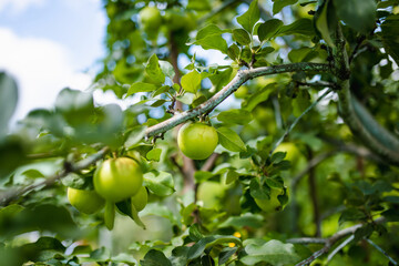 Ripening apples on apple tree branch on warm summer day. Harvesting ripe fruits in an apple...