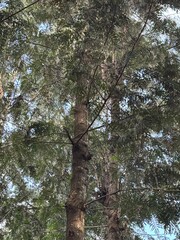 trees in the forest