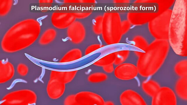 Plasmodium falciparium
