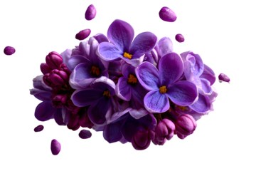 Isolated lilac flowers with clusters of small violet petals, arranged loosely on white background, isolated to transparent background